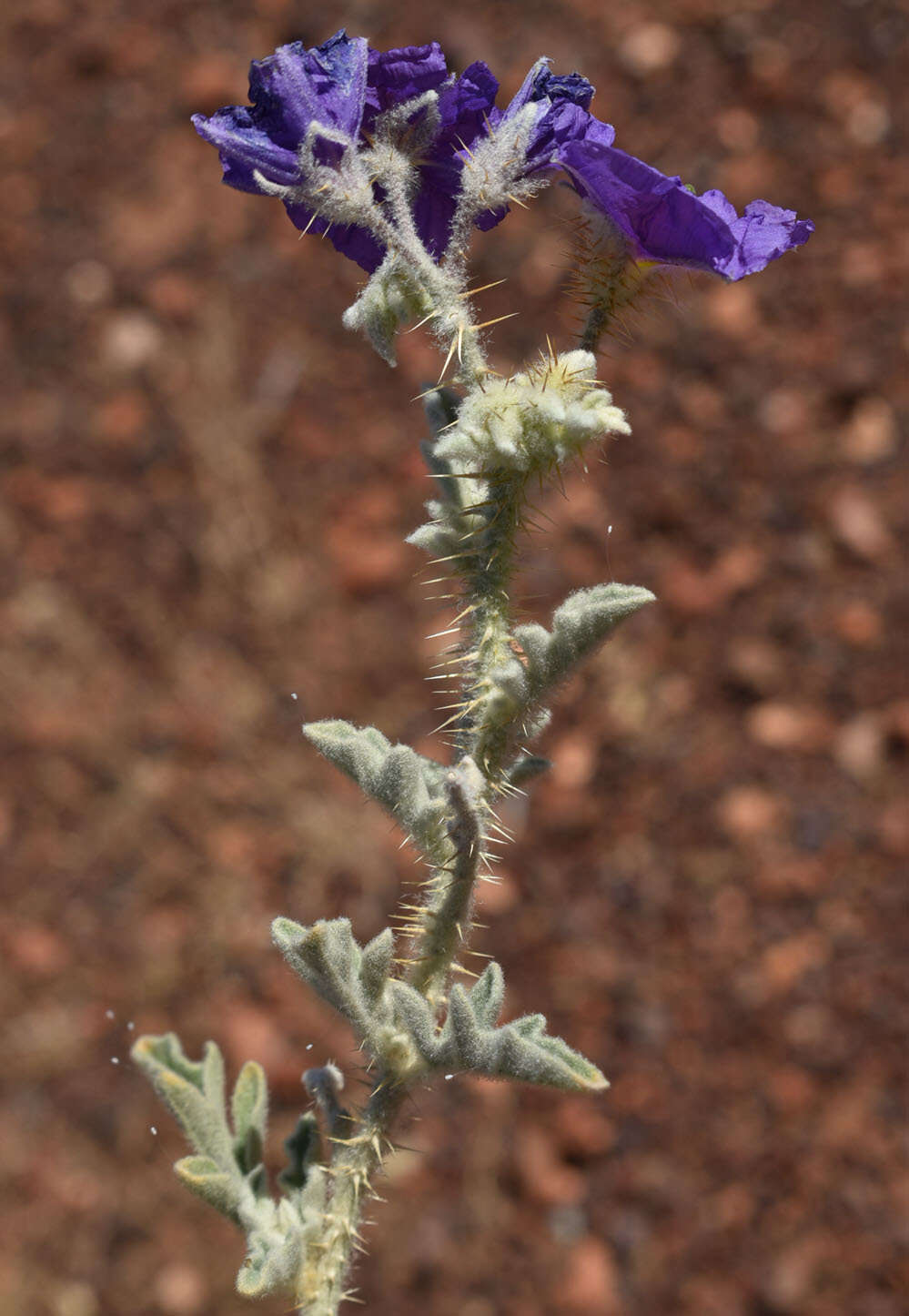 Image of Solanum chippendalei D. E. Symon