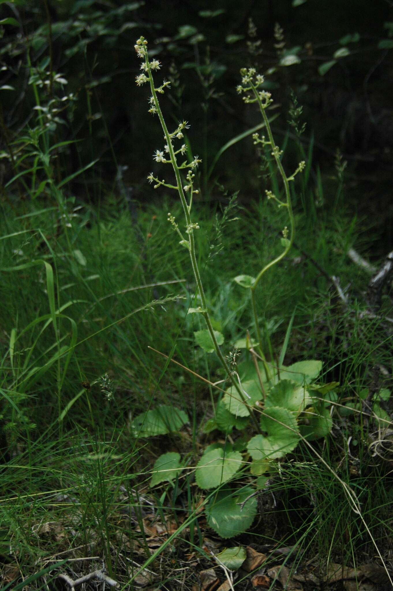 Sivun Micranthes spicata (D. Don) Small kuva