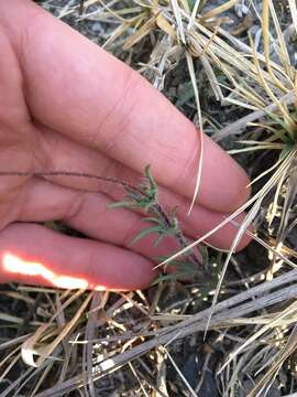 Image of Tridax coronopifolia (Kunth) Hemsl.