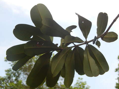 Image of Vochysia lehmannii Hieron.