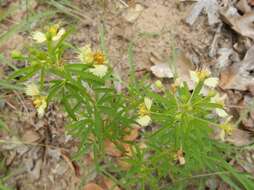 Image of large clammyweed