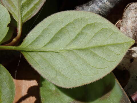 Image de Syringa villosa Vahl