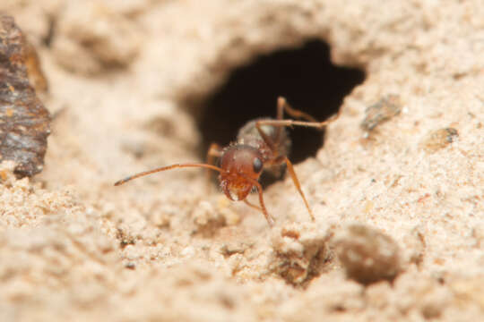 Image of Melophorus bruneus McAreavey 1949