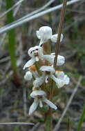 Image of Disa tenella subsp. pusilla H. P. Linder