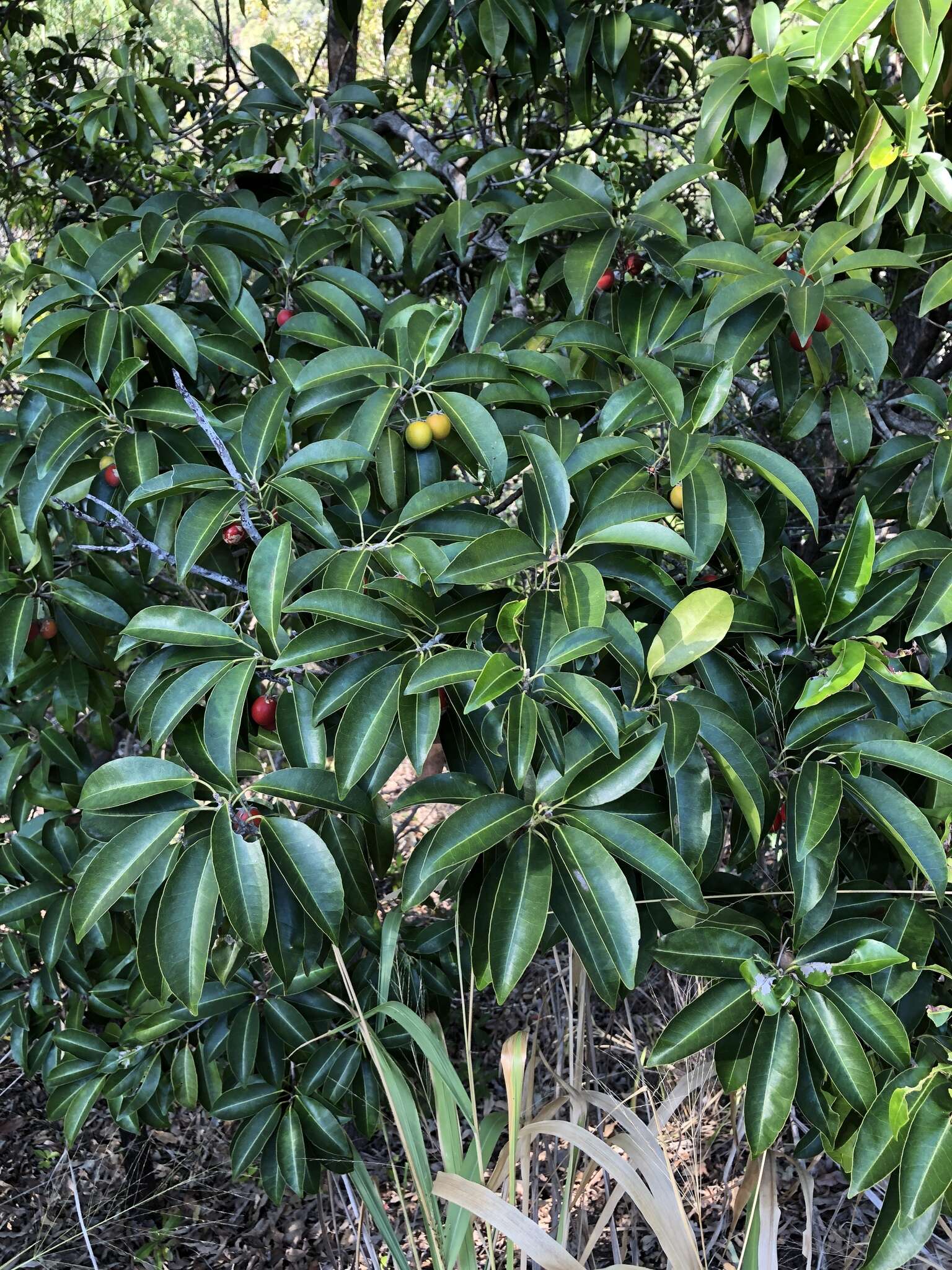 Image of Spanish cherry