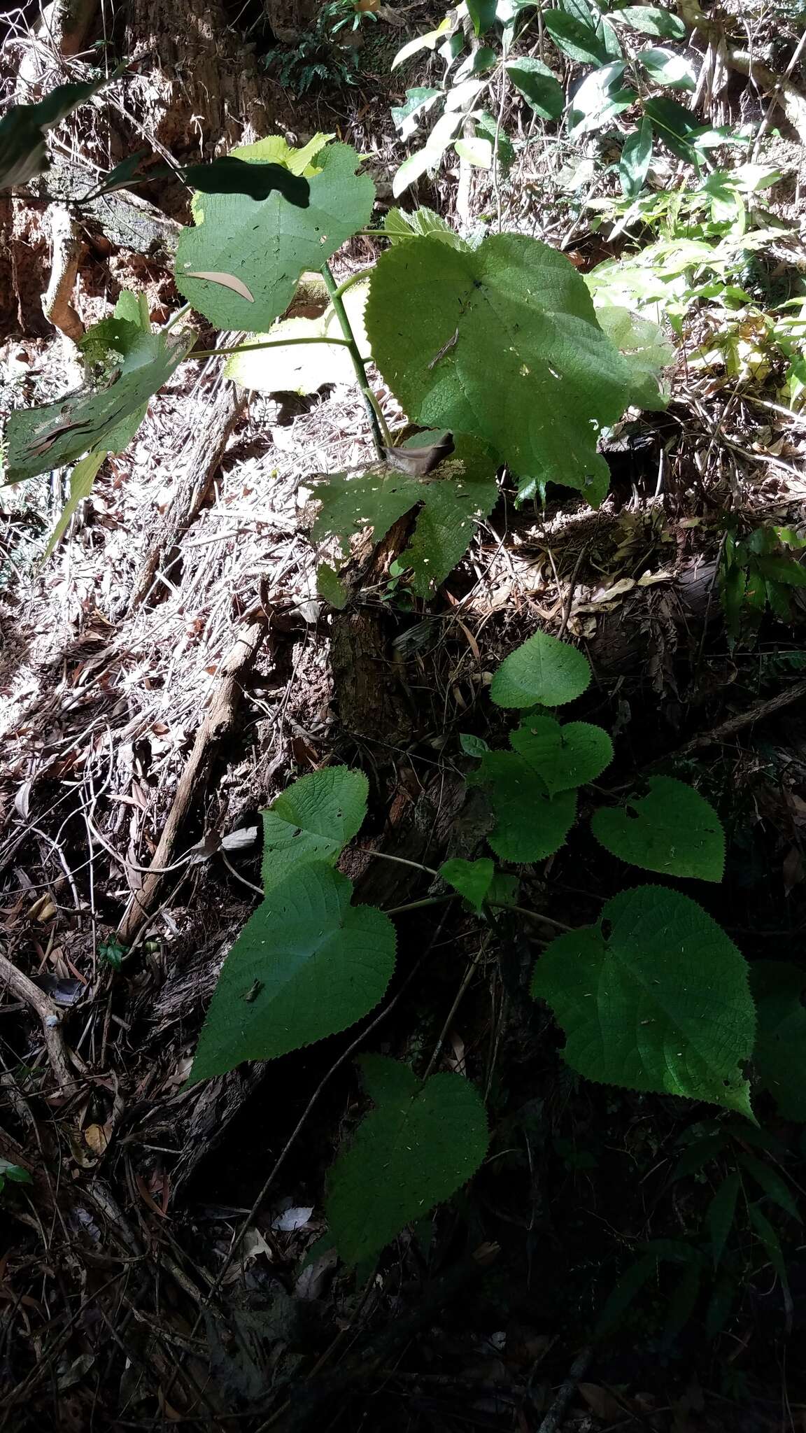 Image of Dendrocnide moroides (Wedd.) Chew