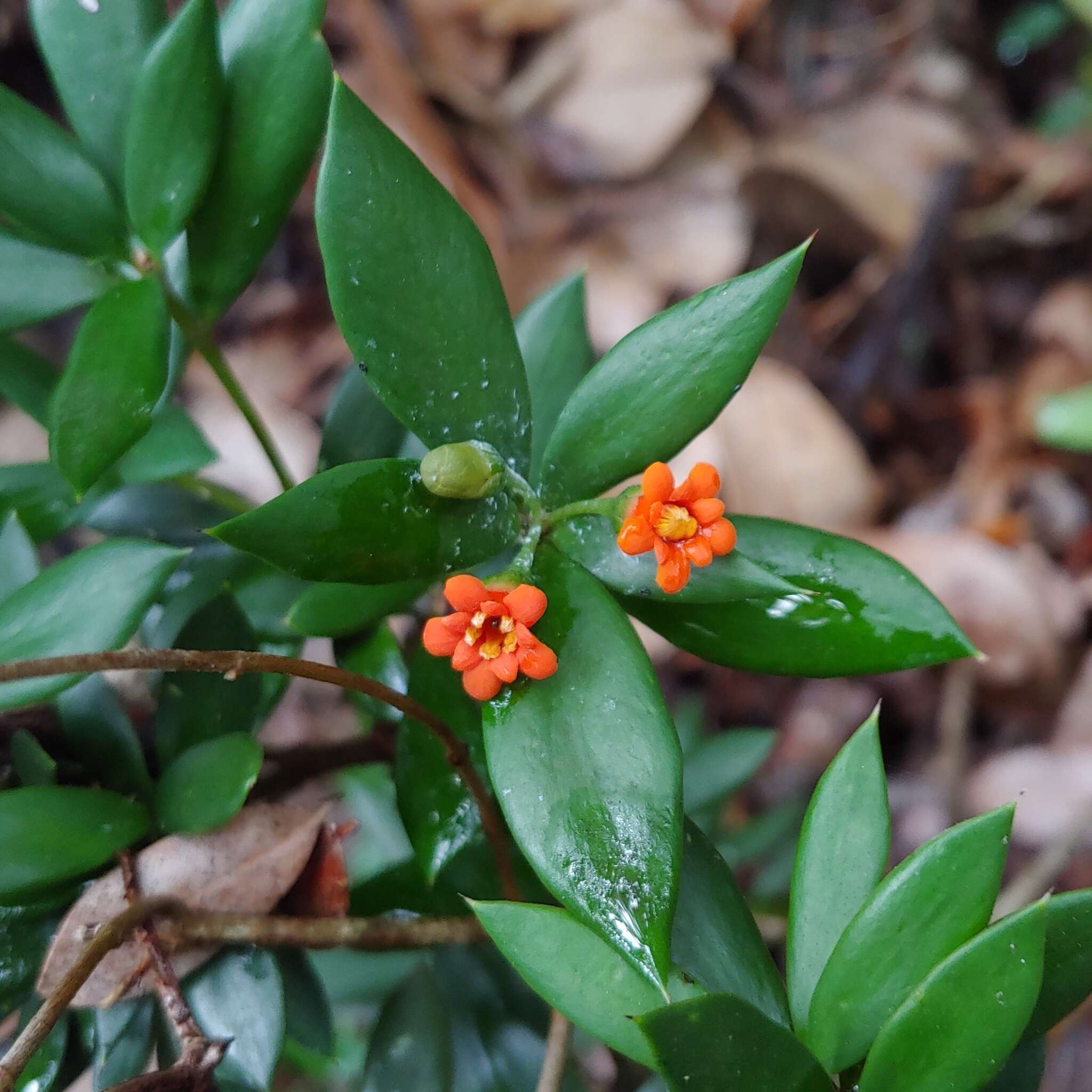 صورة Bonellia umbellata (A. DC.) B. Ståhl & Källersjö