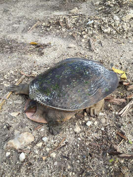 Image of Florida Softshell Turtle