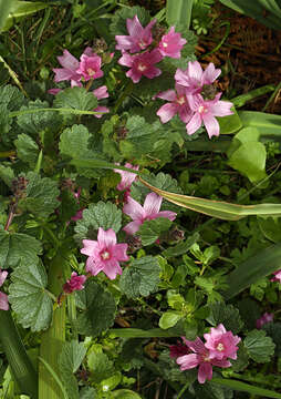 Image of dwarf checkerbloom