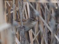 Image of Marsh Wren