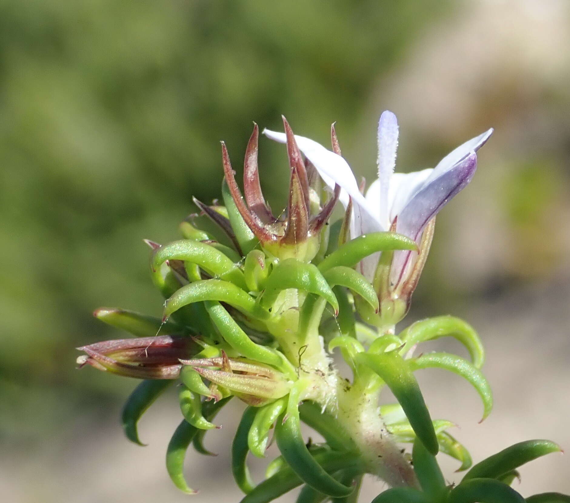 Image of Wahlenbergia thunbergii (Schult.) B. Nord.