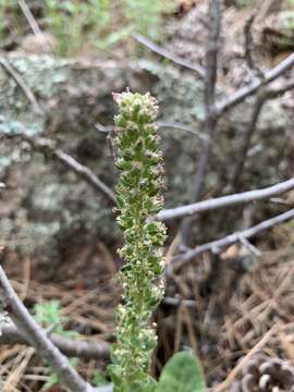 Image of Veronica plantaginea E. James