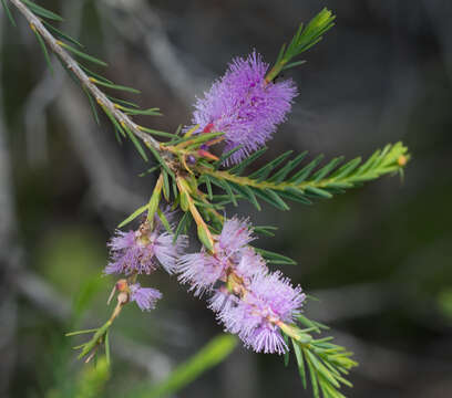 صورة Melaleuca decussata R. Br.