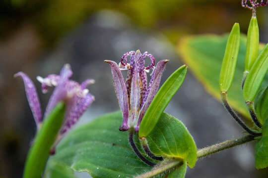 Image of toad lily