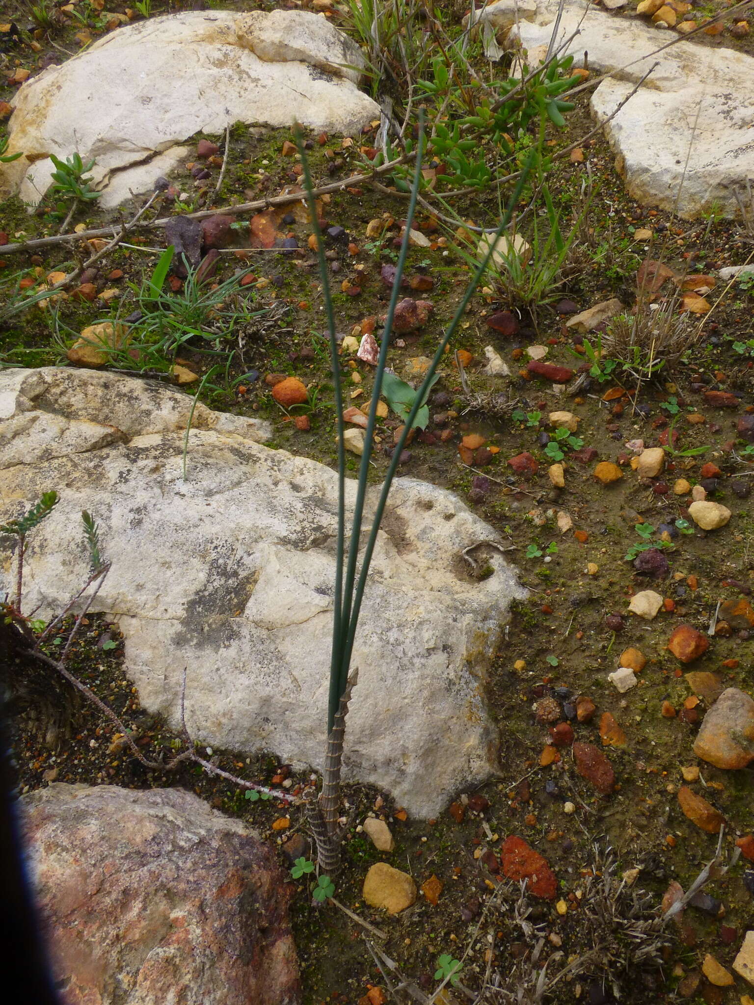 Image of Drimia exuviata (Jacq.) Jessop