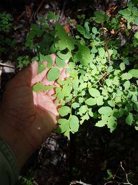 Vaccinium ovalifolium Sm. resmi