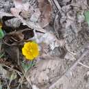 Image of Potentilla divaricata DC.