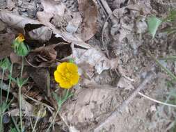 Image of Potentilla divaricata DC.