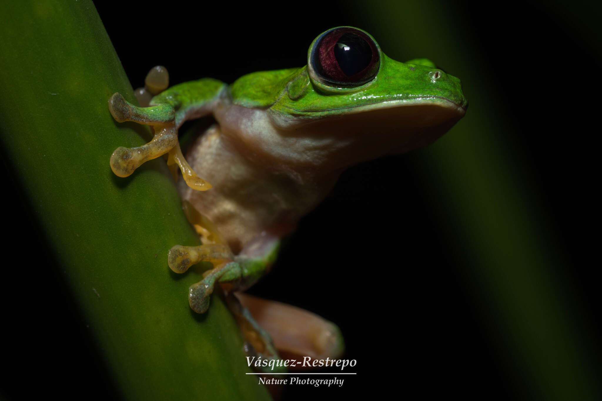 Image of Agalychnis terranova Rivera-Correa, Duarte-Cubides, Rueda-Almonacid & Daza-R. 2013