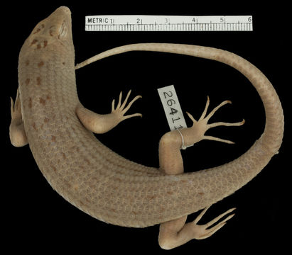 Image of Griffin's Keel-scaled Tree Skink