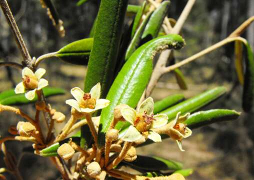 Image of Ricinocarpos ledifolius F. Muell.