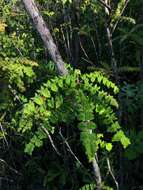 Plancia ëd Comocladia dodonaea (L.) Urban