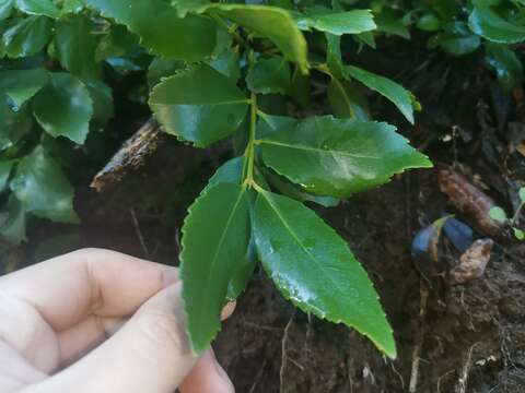 Sivun Laurelia sempervirens (Ruiz & Pav.) Tul. kuva