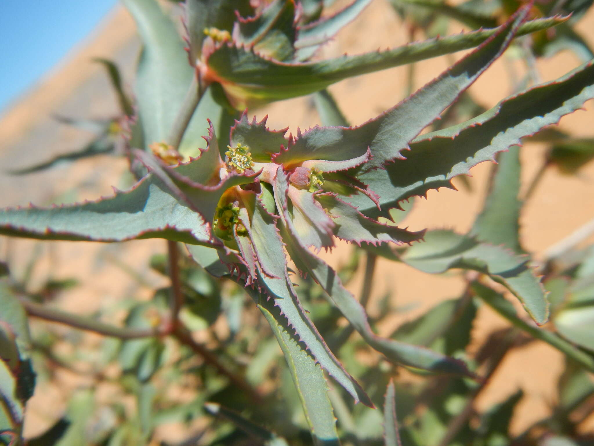 Euphorbia retusa Forssk. resmi