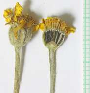 Image of <i>Eriophyllum lanatum</i> var. <i>achilleoides</i> (DC.) Jeps.