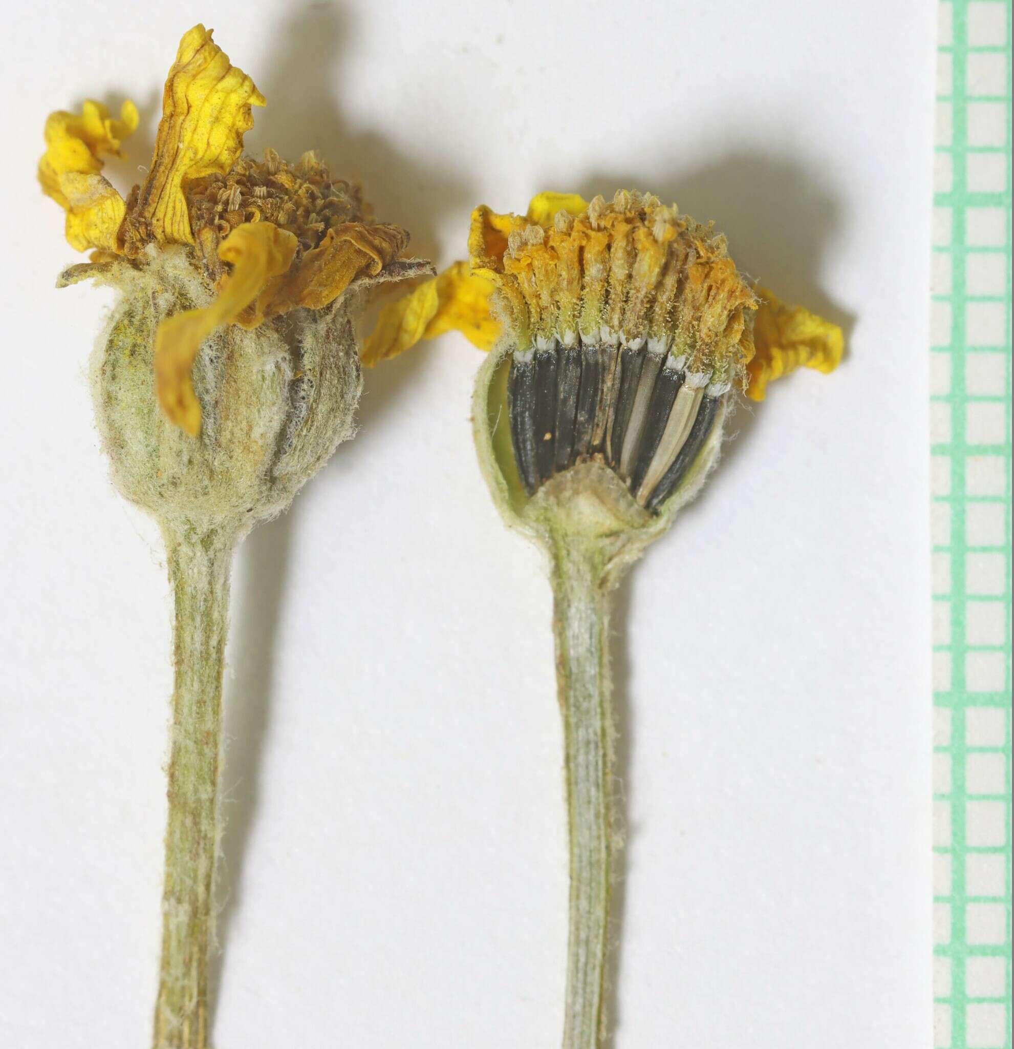 Image of <i>Eriophyllum lanatum</i> var. <i>achilleoides</i> (DC.) Jeps.