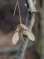 Image of Box Elder