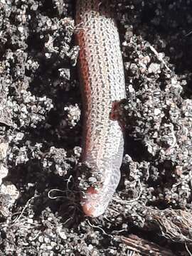 Image of Yolk-bellied Snake-skink