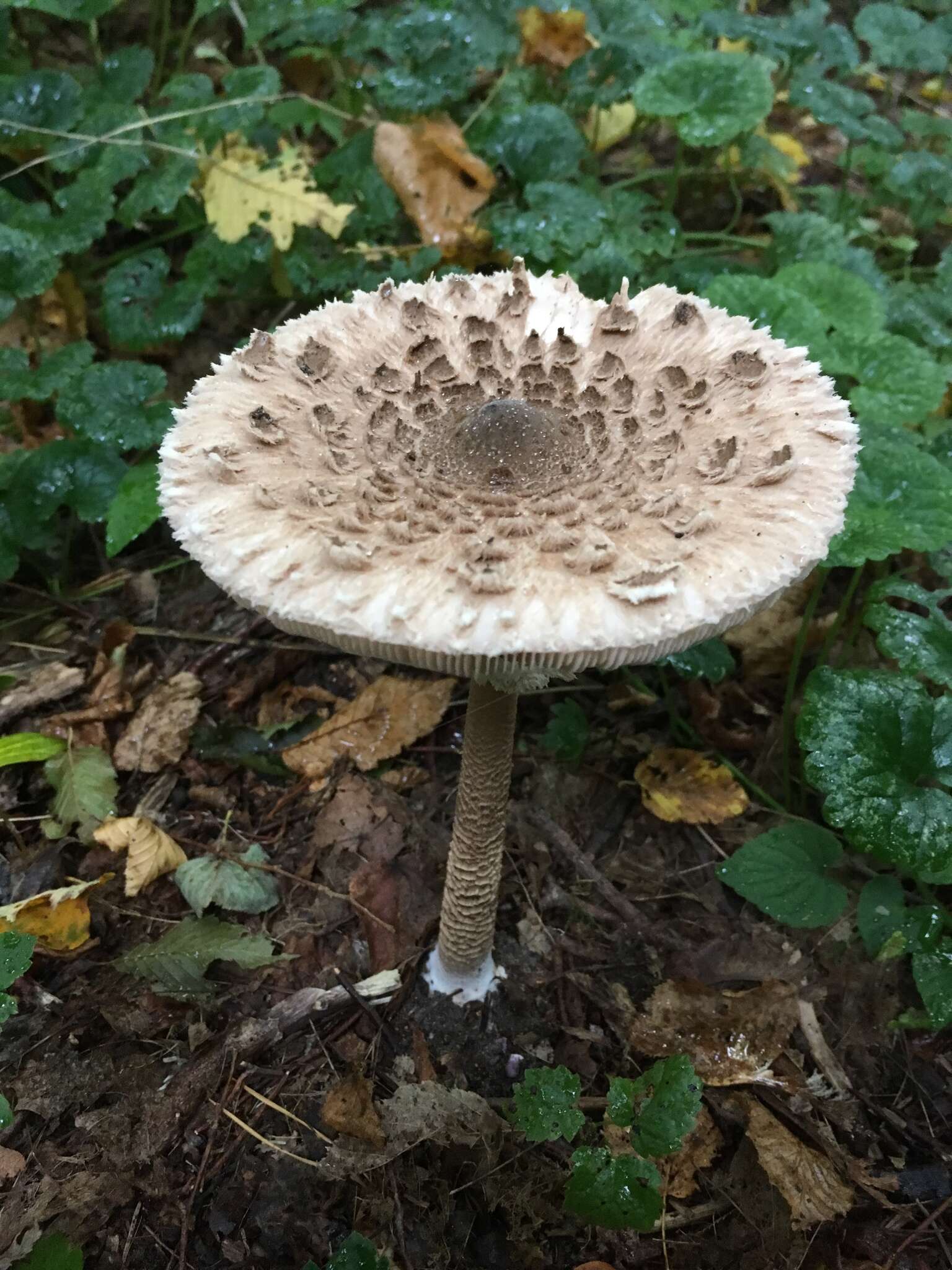 Image of Macrolepiota procera (Scop.) Singer