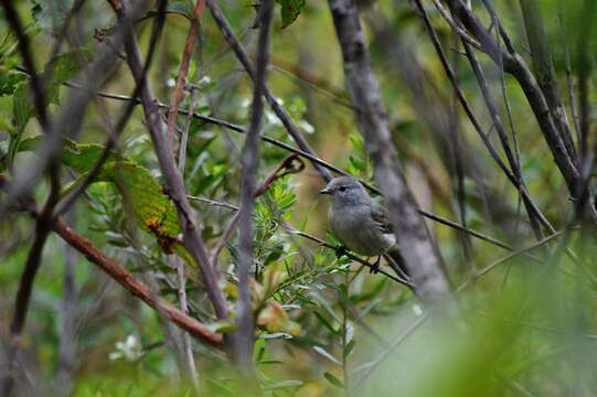 Image of Southern Beardless Tyrannulet