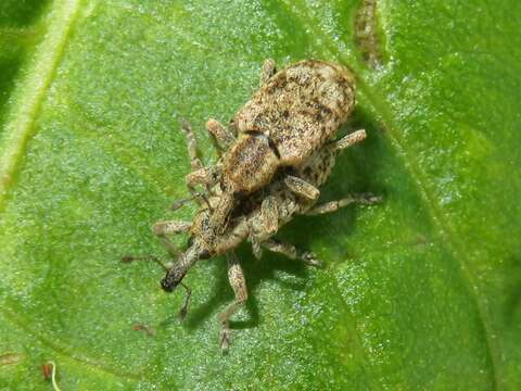 Image of Dock Hyper Weevil
