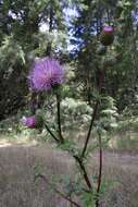 Image of Vasey's thistle