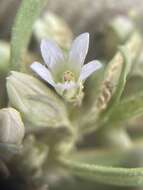 صورة Gentianella tortuosa (M. E. Jones) J. M. Gillett