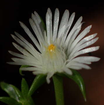 Image of Delosperma inconspicuum L. Bol.