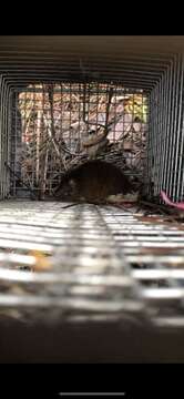 صورة Antechinus minimus (É. Geoffroy Saint-Hilaire 1803)