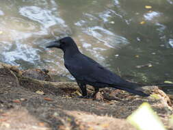 Image of Large-billed Crow