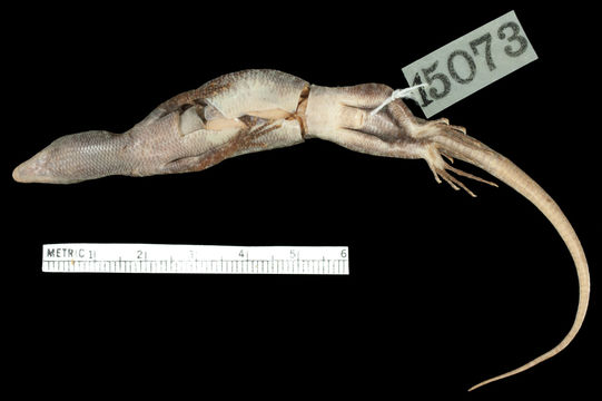Image of Littoral Emoia