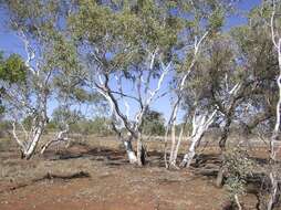 Image of Eucalyptus victrix L. A. S. Johnson & K. D. Hill