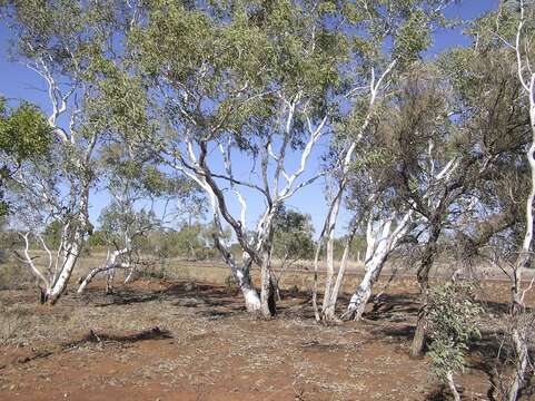 Image of Eucalyptus victrix L. A. S. Johnson & K. D. Hill