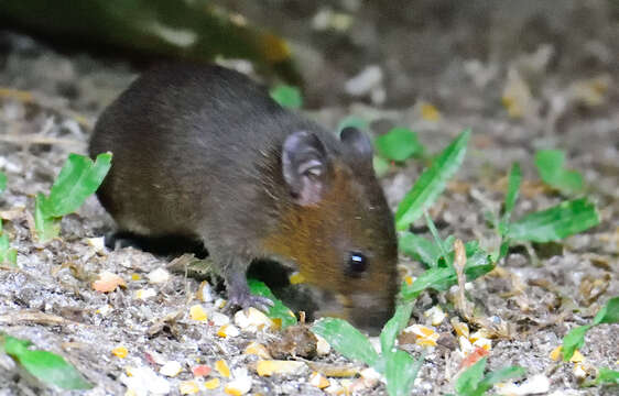 Image of brown mouse