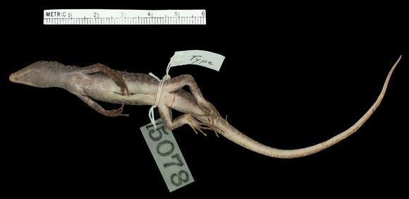 Image of Littoral Emoia