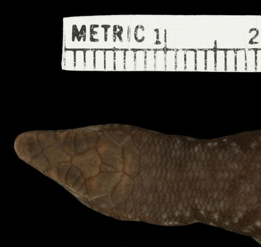 Image of Littoral Emoia