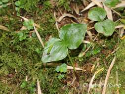 Image of Cypripedium debile Rchb. fil.