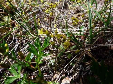 Image of Alaska Whitlow-Grass