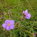 صورة Dissotis grandiflora (Sm.) Benth.