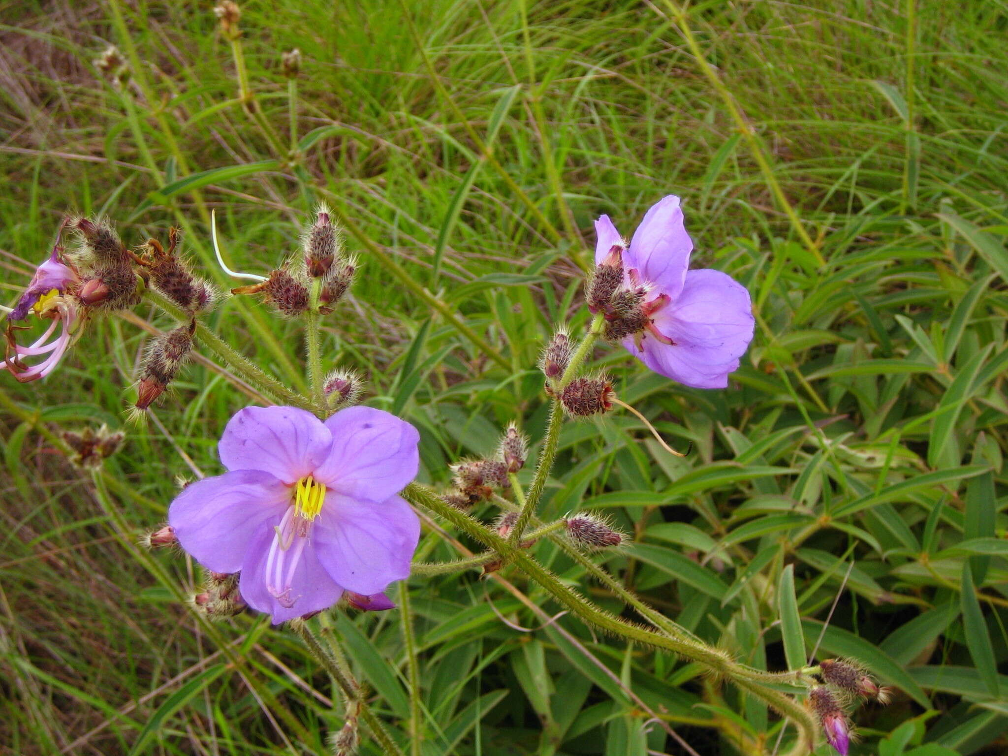 Image of Dissotis grandiflora (Sm.) Benth.